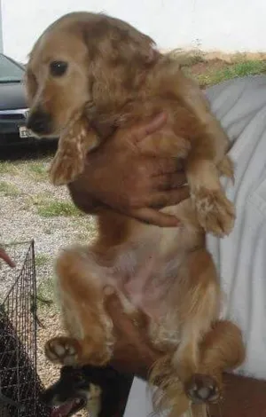 Cachorro raça Vira-lata  idade 3 anos nome Lola
