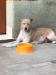 Vida