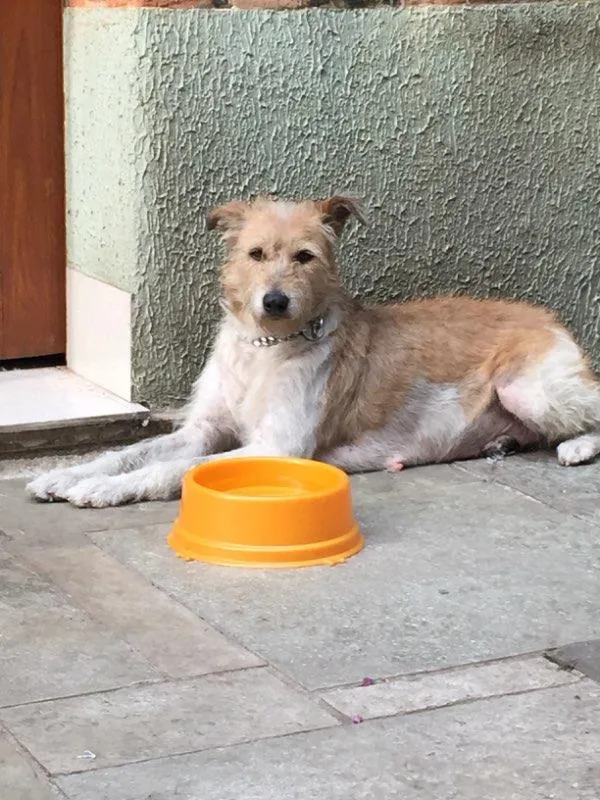 Cachorro ra a SRD idade 1 ano nome Vida