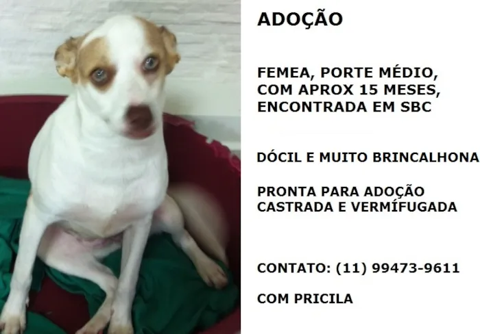 Cachorro ra a SRD idade 1 ano nome LUNA