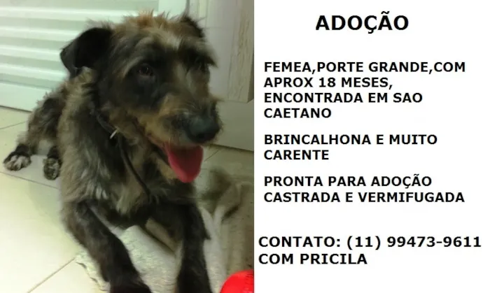 Cachorro ra a SRD idade 1 ano nome AMAZONA