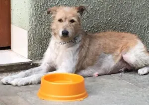 Cachorro raça SRD idade 1 ano nome Vida