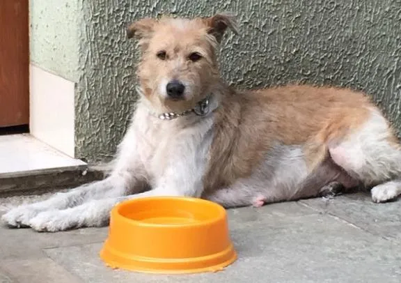 Cachorro ra a SRD idade 1 ano nome Vida