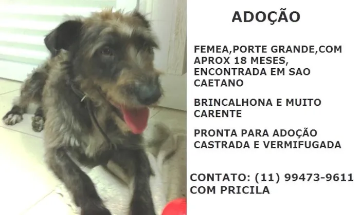 Cachorro ra a SRD idade 1 ano nome AMAZONA