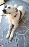 Pitoco