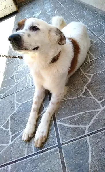 Cachorro ra a não definida idade 3 anos nome Pitoco