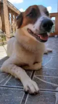 Pitoco
