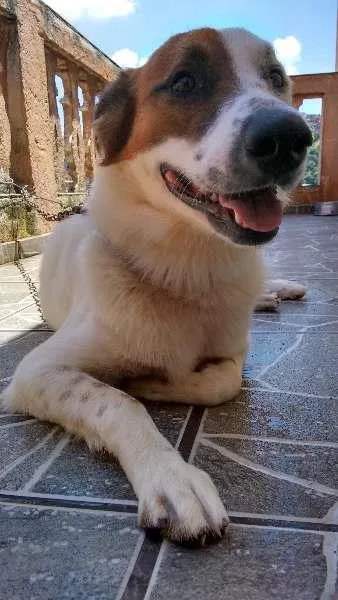 Cachorro ra a não definida idade 3 anos nome Pitoco