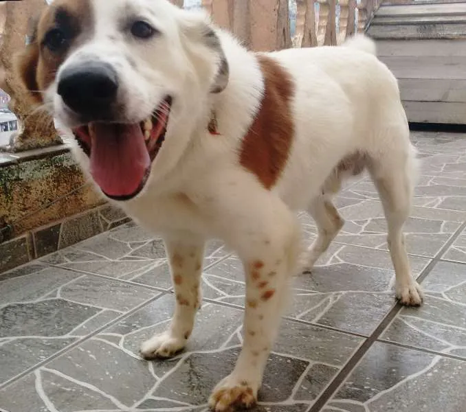 Cachorro ra a não definida idade 3 anos nome Pitoco