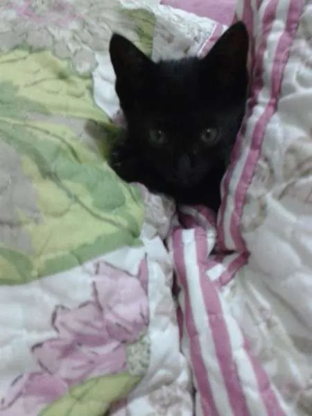 Gato ra a SRD idade Abaixo de 2 meses nome Candy