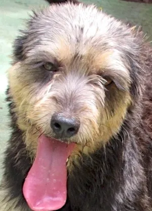 Cachorro raça  idade 1 ano nome CINDY PEQUENINA