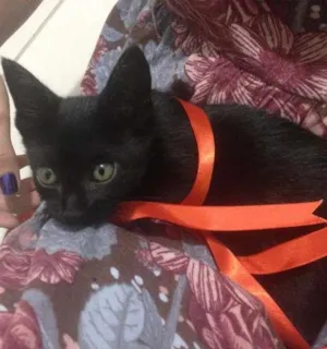 Gato raça SRD idade Abaixo de 2 meses nome Candy