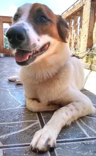 Cachorro ra a não definida idade 3 anos nome Pitoco