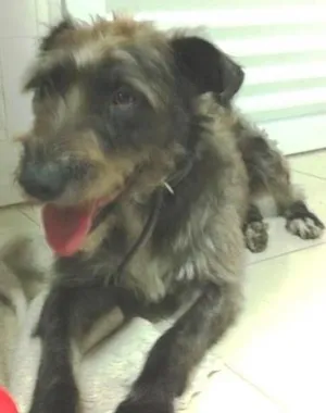 Cachorro raça SRD idade 1 ano nome AMAZONA