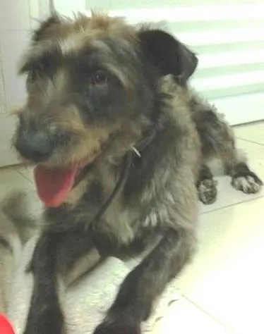 Cachorro ra a SRD idade 1 ano nome AMAZONA