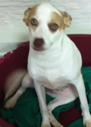 Cachorro raça SRD idade 1 ano nome LUNA
