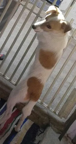 Cachorro ra a mestiça idade 1 ano nome nick