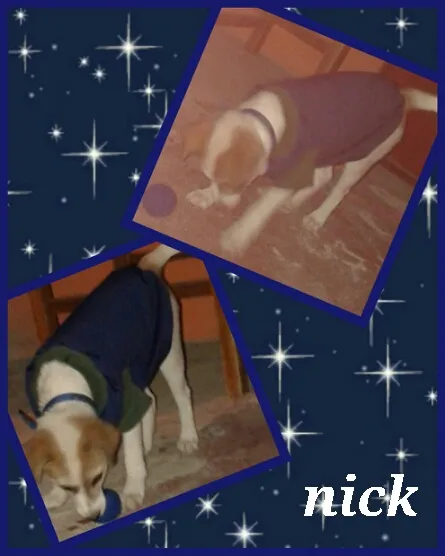 Cachorro ra a mestiça idade 1 ano nome nick