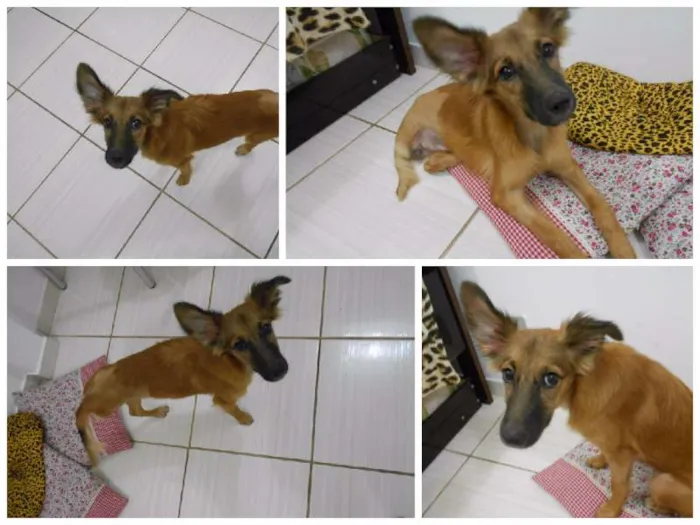 Cachorro raça SRD idade 7 a 11 meses nome Yuna