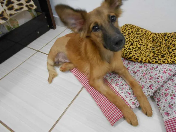 Cachorro raça SRD idade 7 a 11 meses nome Yuna