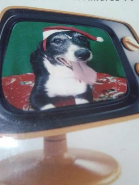 Cachorro ra a indefinida idade 4 anos nome sandy
