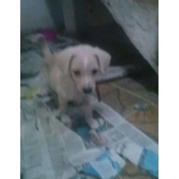Cachorro ra a  idade Abaixo de 2 meses nome filhote