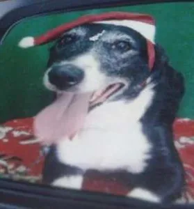 Cachorro ra a indefinida idade 4 anos nome sandy