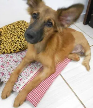Cachorro raça SRD idade 7 a 11 meses nome Yuna