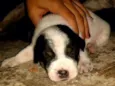 Cachorros 
