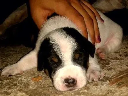 Cachorro ra a  idade 2 a 6 meses nome Cachorros 
