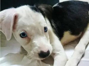 Cachorro raça SRD idade Abaixo de 2 meses nome anie, luke e branqu