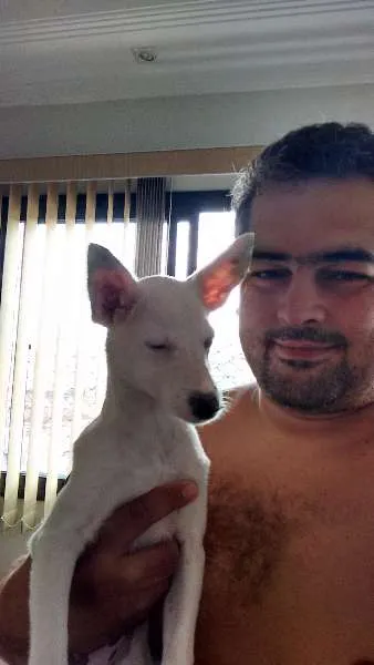 Cachorro ra a  idade 2 a 6 meses nome duda