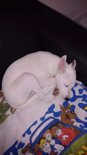 Cachorro ra a  idade 2 a 6 meses nome duda