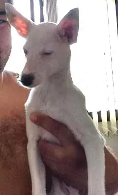Cachorro ra a  idade 2 a 6 meses nome duda