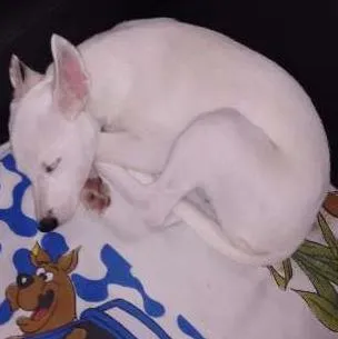 Cachorro ra a  idade 2 a 6 meses nome duda