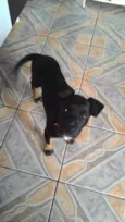 Laila