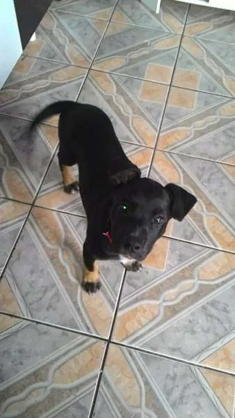 Cachorro ra a rottweiler idade 2 a 6 meses nome Laila
