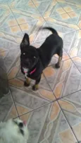 Laila