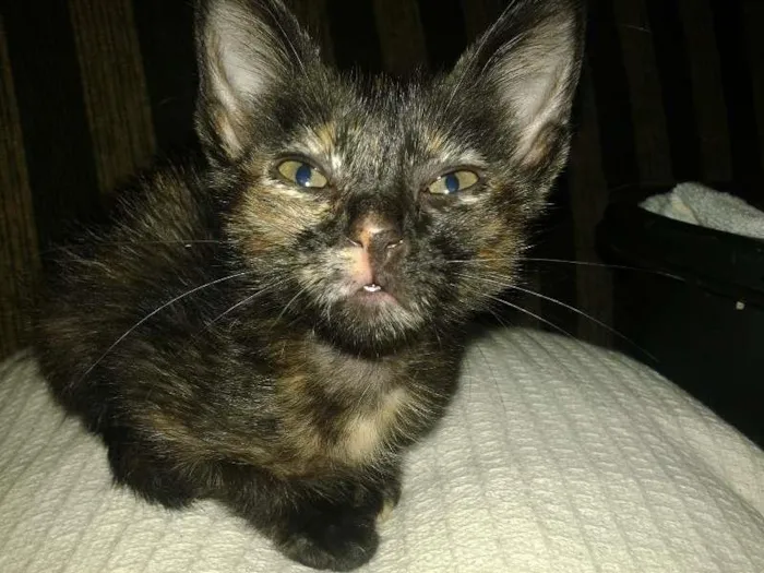 Gato ra a SRD idade 2 a 6 meses nome Vitoria