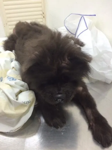 Cachorro raça Chow chow idade 5 anos nome Nao sei