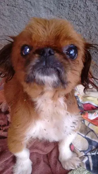 Cachorro raça pequines idade 2 anos nome principe