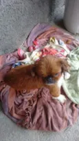 principe