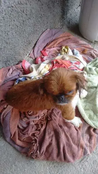 Cachorro raça pequines idade 2 anos nome principe