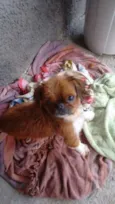 principe