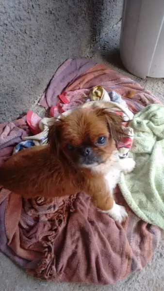 Cachorro raça pequines idade 2 anos nome principe