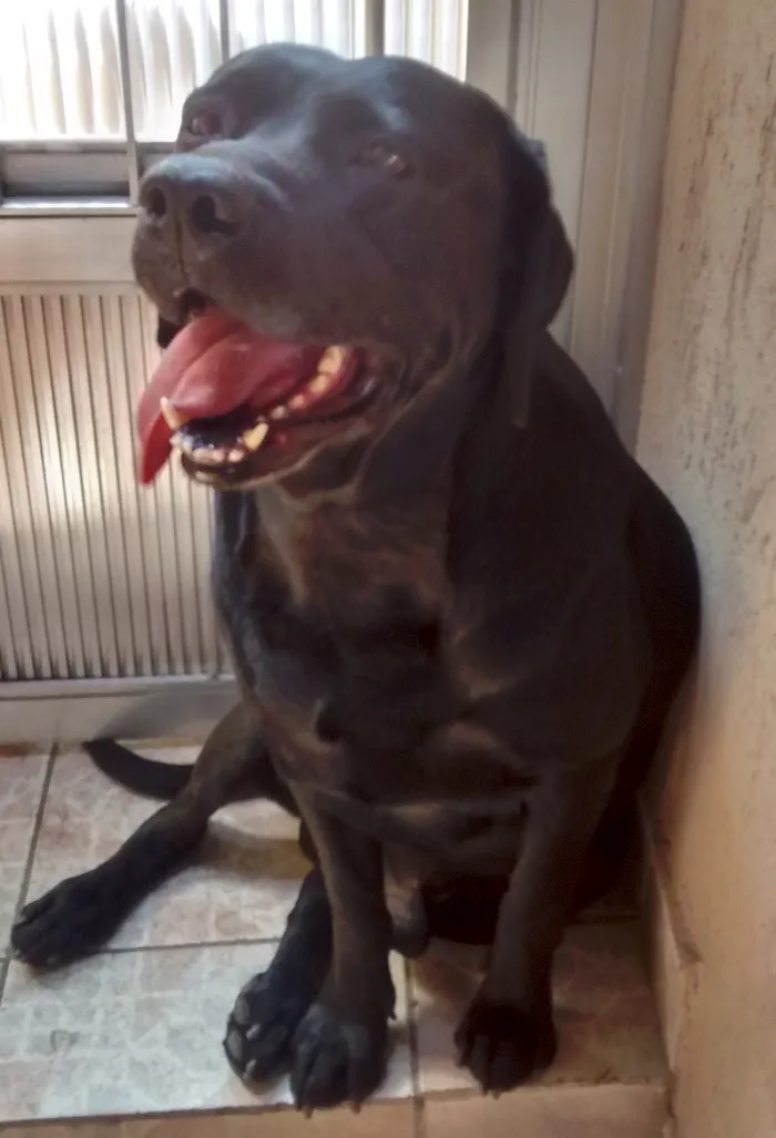 Cachorro ra a LABRADOR/FILA idade 4 anos nome NEGÃO