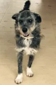 José