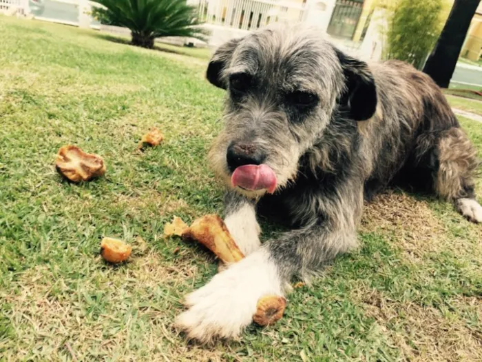 Cachorro ra a SRD idade 3 anos nome José