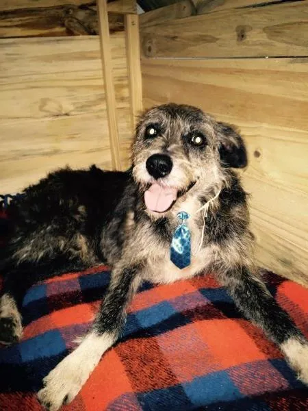 Cachorro ra a SRD idade 3 anos nome José