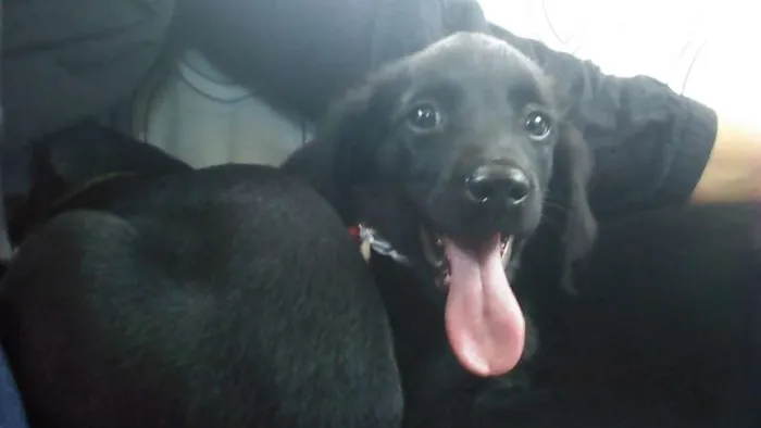 Cachorro ra a srd idade 2 a 6 meses nome Dudu, neguinho, e d
